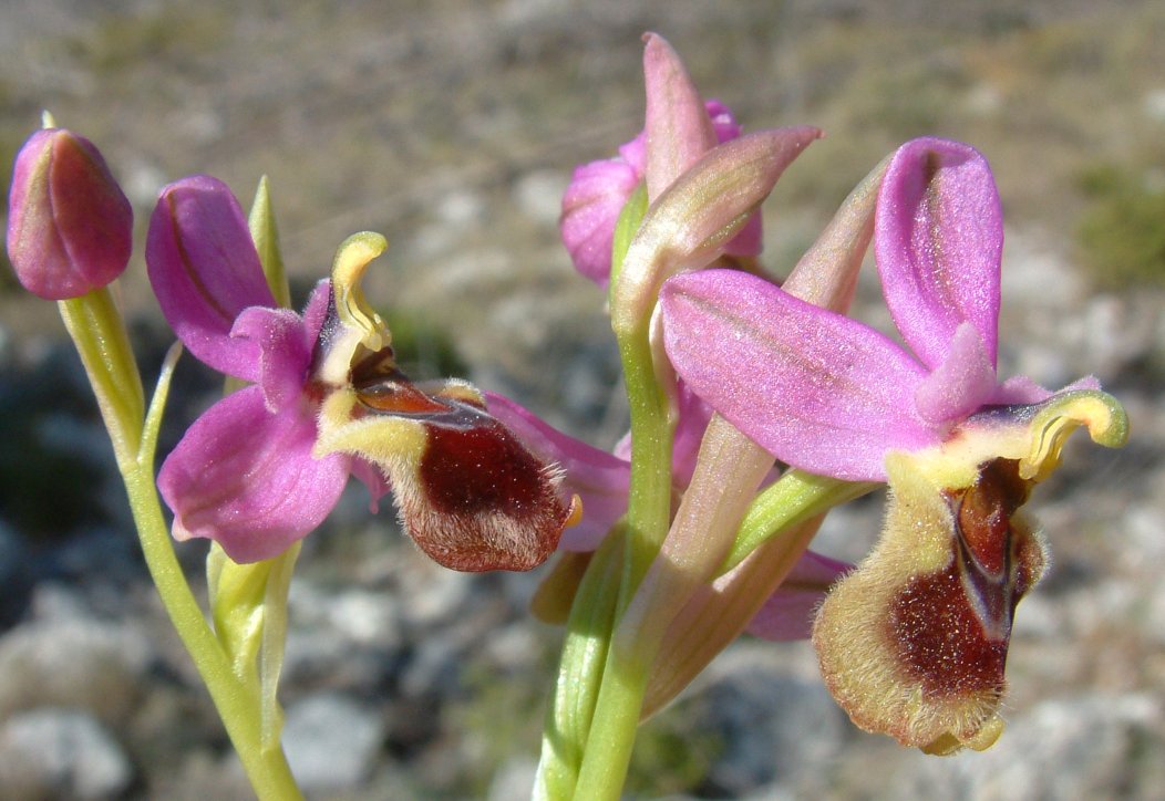 Ophrys leochroma e Ophrys villosa