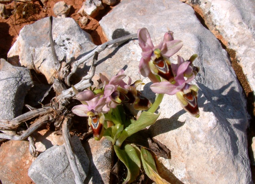 Ophrys leochroma e Ophrys villosa