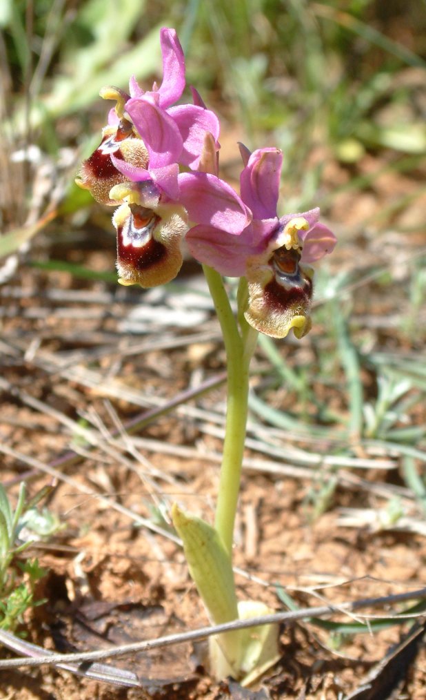 Ophrys leochroma e Ophrys villosa