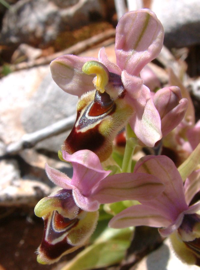 Ophrys leochroma e Ophrys villosa