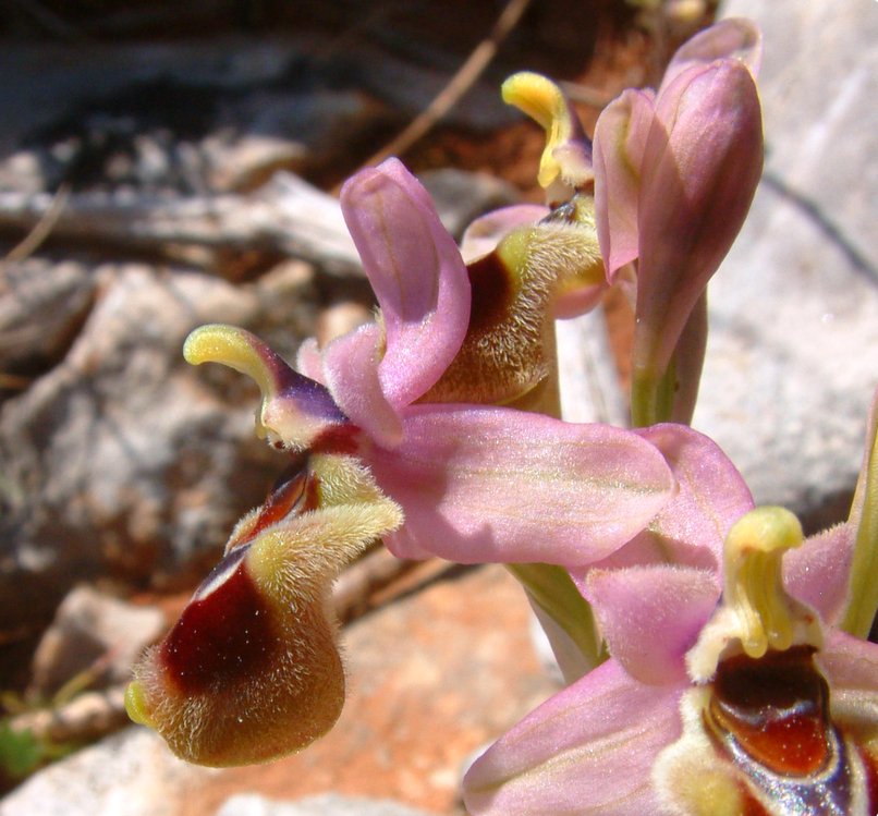 Ophrys leochroma e Ophrys villosa