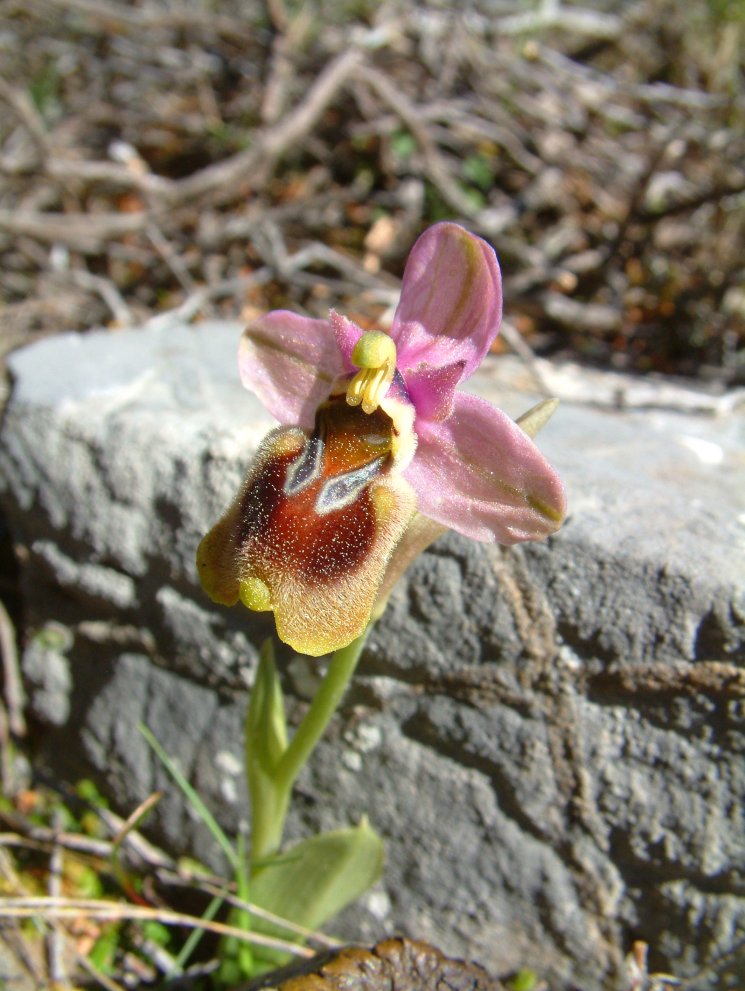 Ophrys leochroma e Ophrys villosa