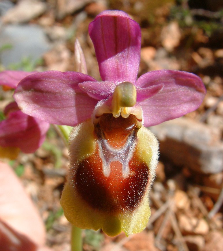 Ophrys leochroma e Ophrys villosa