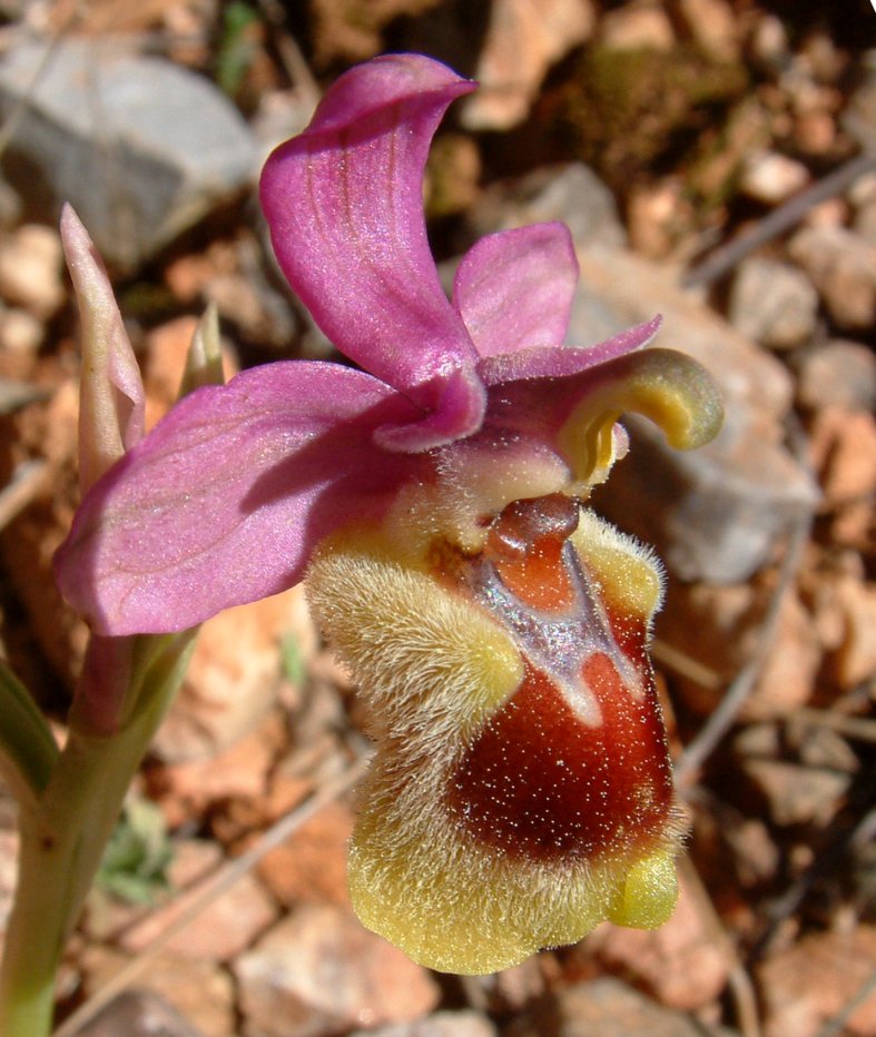 Ophrys leochroma e Ophrys villosa