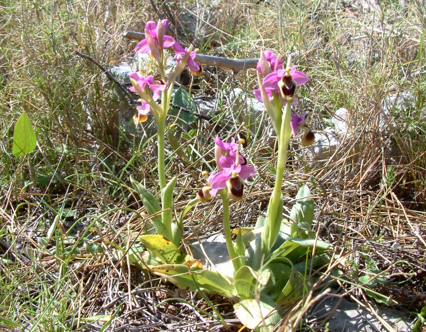 Ophrys leochroma e Ophrys villosa