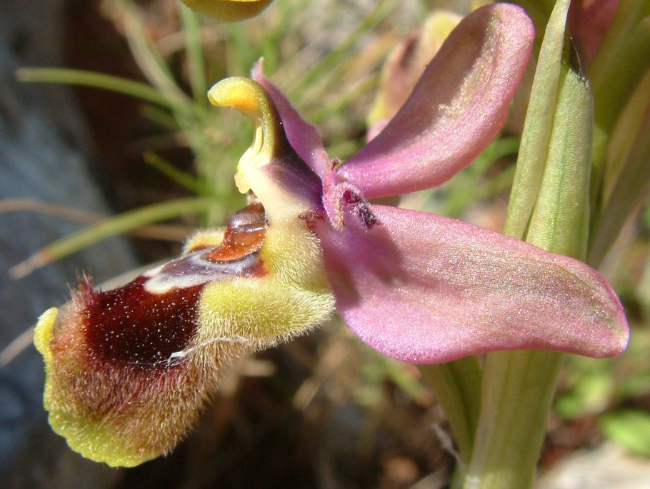 Ophrys leochroma e Ophrys villosa