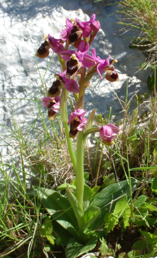 Ophrys leochroma e Ophrys villosa