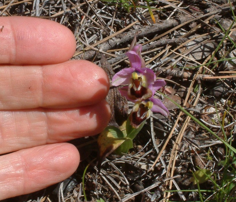 Ophrys leochroma e Ophrys villosa