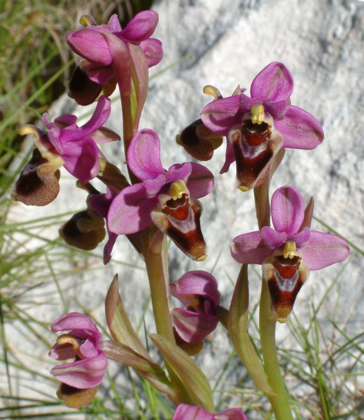 Ophrys leochroma e Ophrys villosa