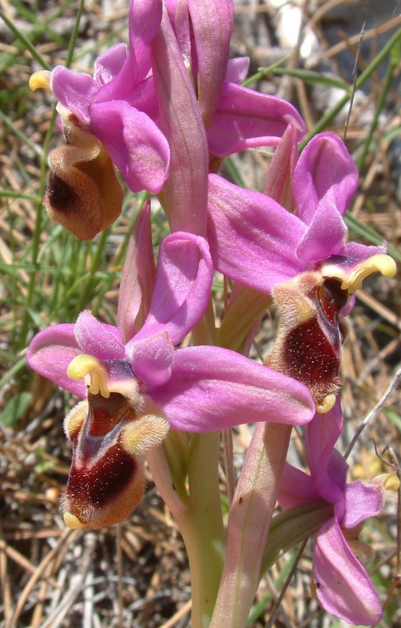 Ophrys leochroma e Ophrys villosa