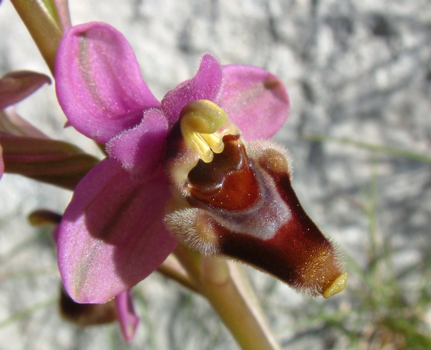 Ophrys leochroma e Ophrys villosa