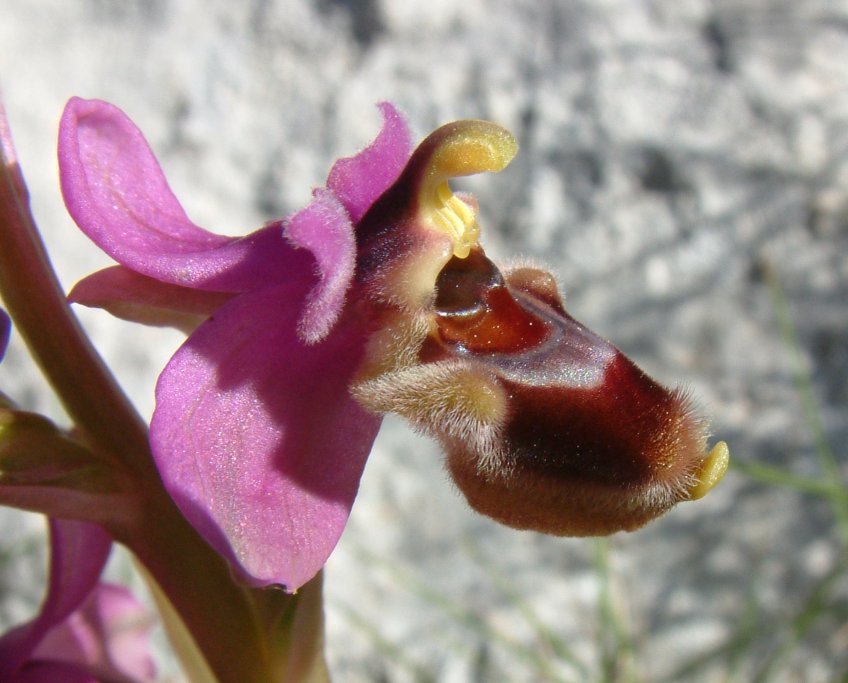 Ophrys leochroma e Ophrys villosa