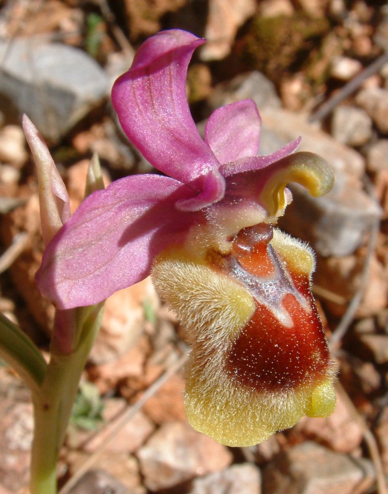 Ophrys leochroma e Ophrys villosa