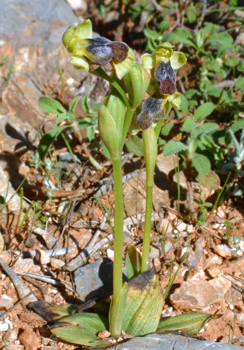 Gruppo di Ophrys attaviria - Isola di Chios, Egeo orientale