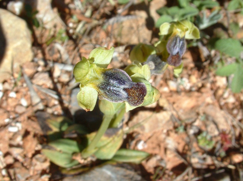 Gruppo di Ophrys attaviria - Isola di Chios, Egeo orientale