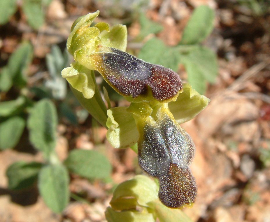 Gruppo di Ophrys attaviria - Isola di Chios, Egeo orientale