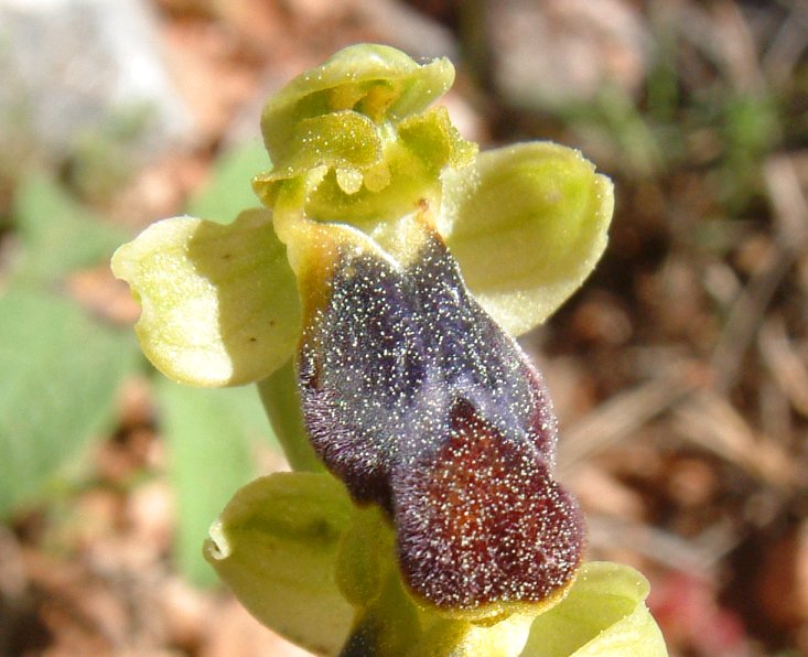 Gruppo di Ophrys attaviria - Isola di Chios, Egeo orientale