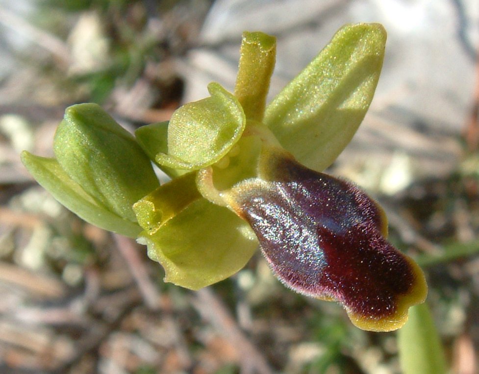 Gruppo di Ophrys attaviria - Isola di Chios, Egeo orientale