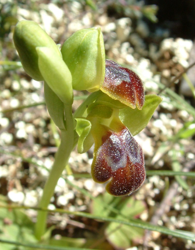 Gruppo di Ophrys attaviria - Isola di Chios, Egeo orientale