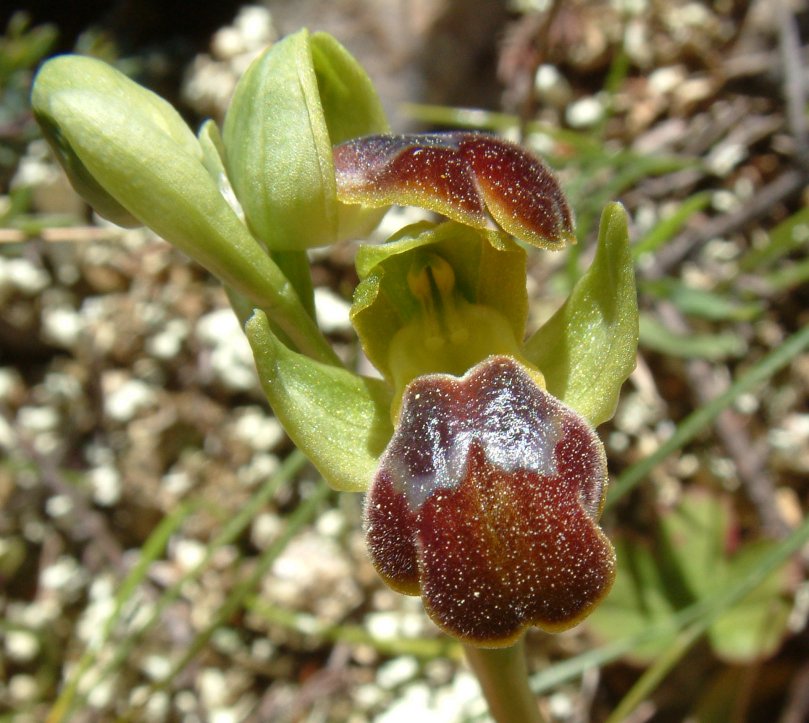 Gruppo di Ophrys attaviria - Isola di Chios, Egeo orientale