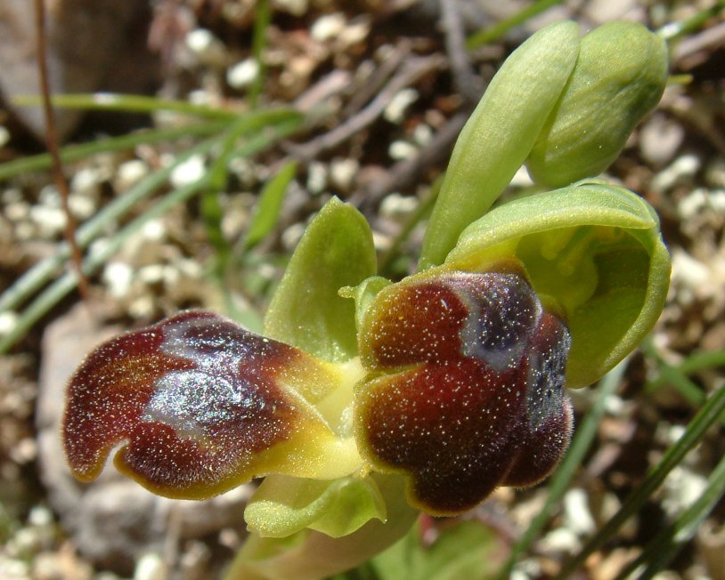 Gruppo di Ophrys attaviria - Isola di Chios, Egeo orientale