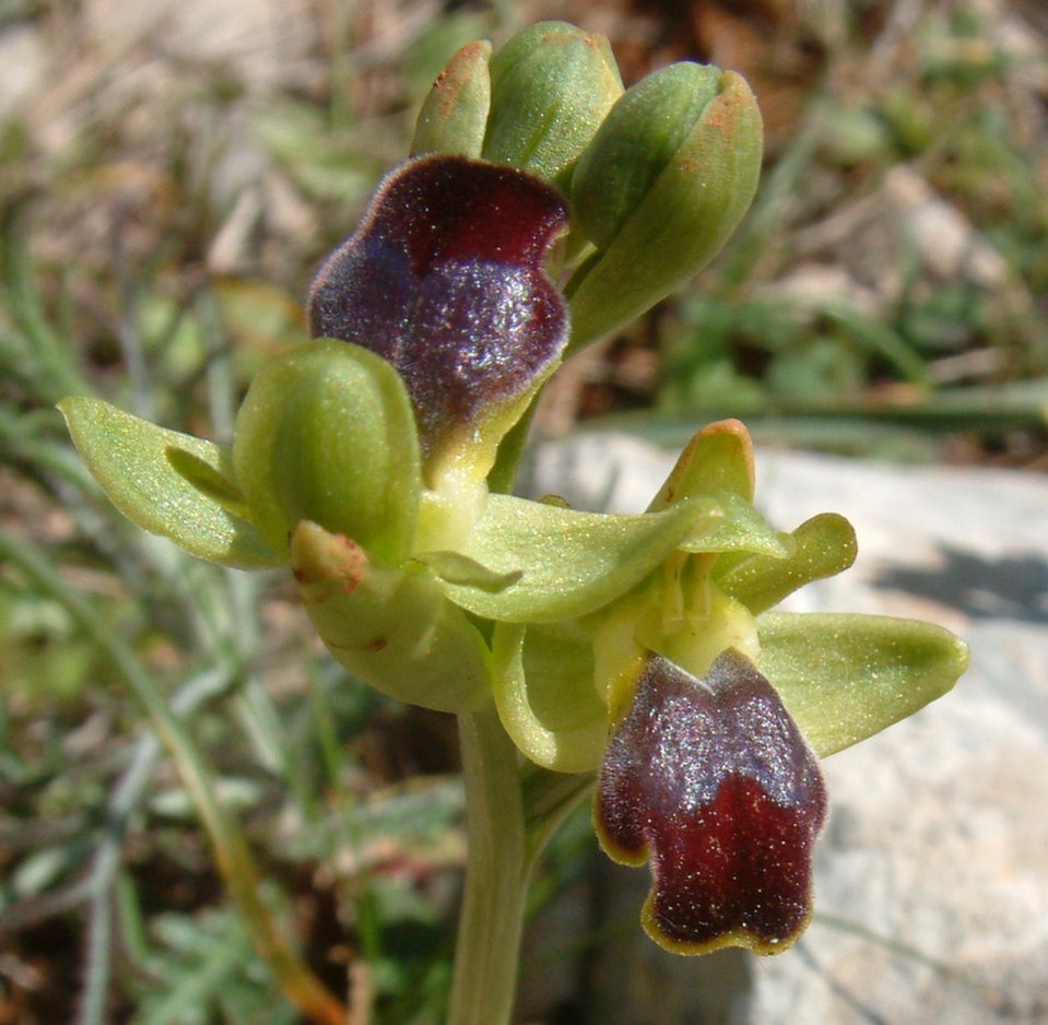 Gruppo di Ophrys attaviria - Isola di Chios, Egeo orientale
