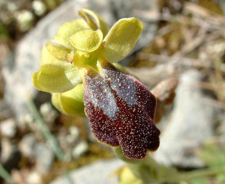 Gruppo di Ophrys attaviria - Isola di Chios, Egeo orientale