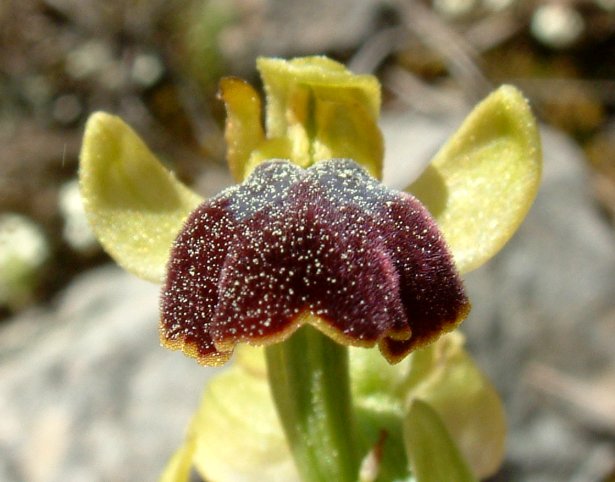 Gruppo di Ophrys attaviria - Isola di Chios, Egeo orientale