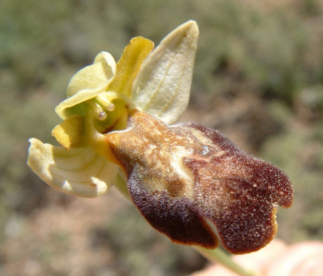 Gruppo di Ophrys attaviria - Isola di Chios, Egeo orientale