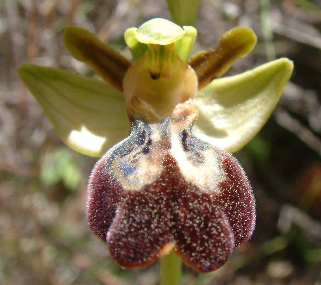 Gruppo di Ophrys attaviria - Isola di Chios, Egeo orientale