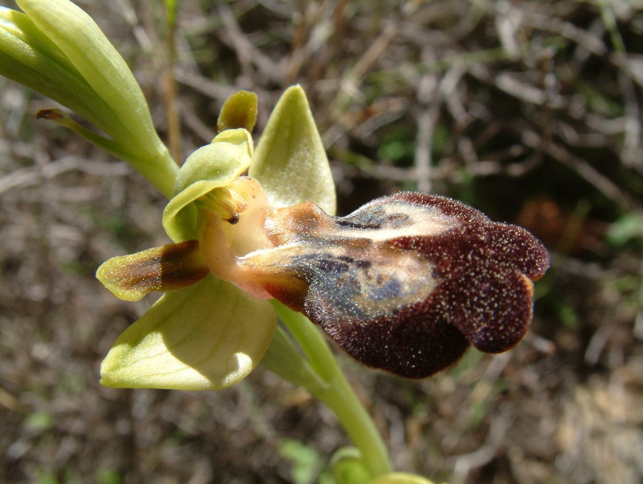 Gruppo di Ophrys attaviria - Isola di Chios, Egeo orientale