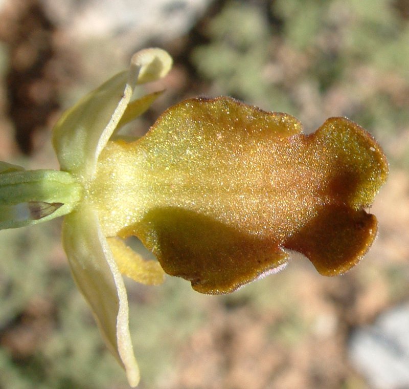 Gruppo di Ophrys attaviria - Isola di Chios, Egeo orientale