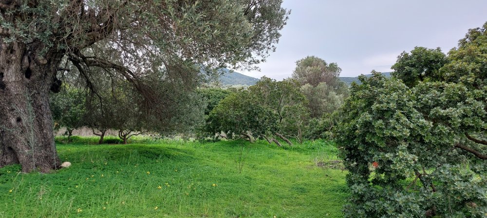 A proposito di Barlie e cinghiali  Barlie e capre  e altro