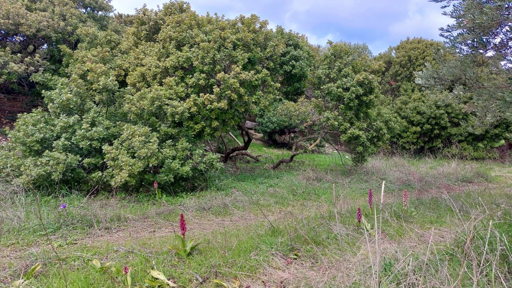 A proposito di Barlie e cinghiali  Barlie e capre  e altro