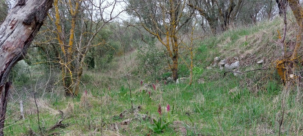 A proposito di Barlie e cinghiali  Barlie e capre  e altro