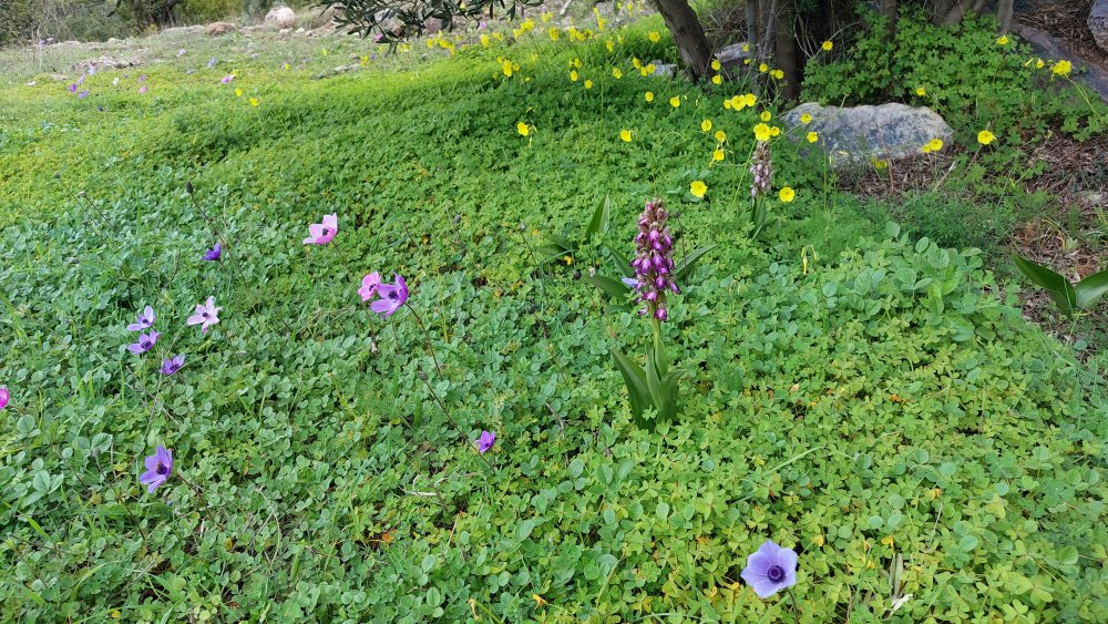 A proposito di Barlie e cinghiali  Barlie e capre  e altro