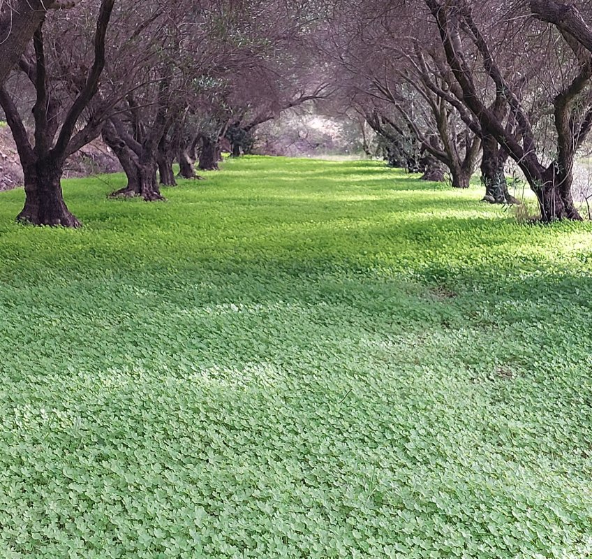 A proposito di Barlie e cinghiali  Barlie e capre  e altro