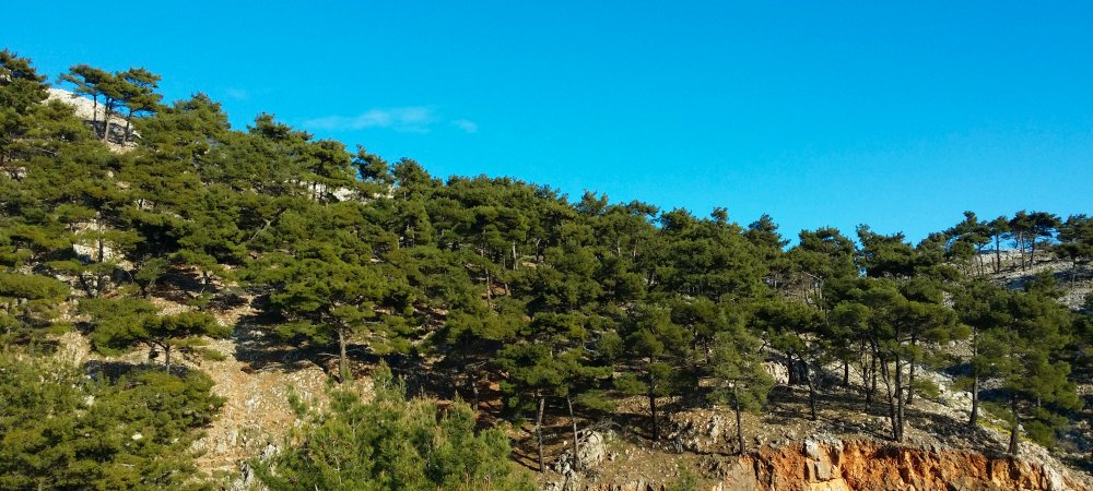 A proposito di Barlie e cinghiali  Barlie e capre  e altro