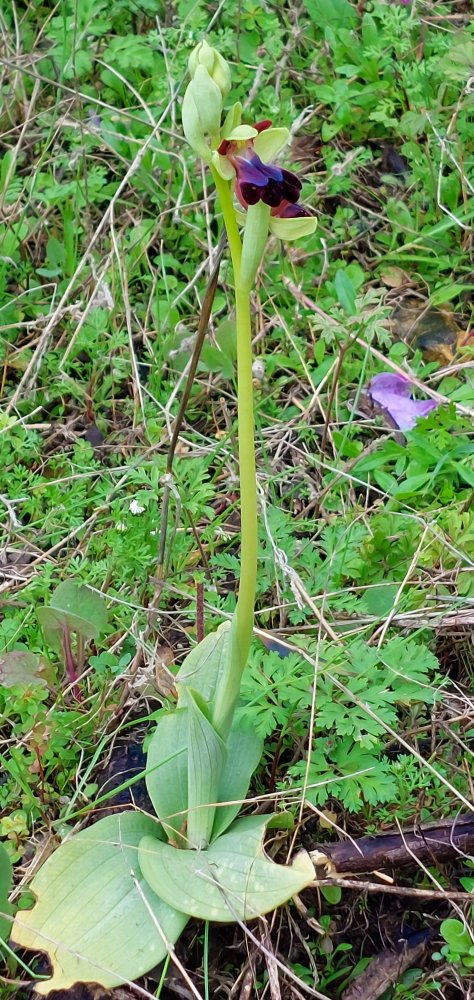 Prime Ophrys a Chios - Egeo orientale