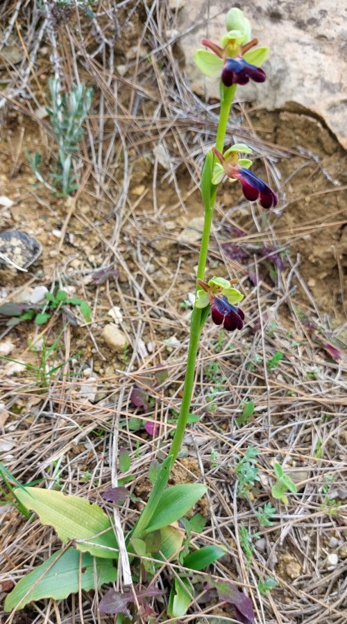 Prime Ophrys a Chios - Egeo orientale