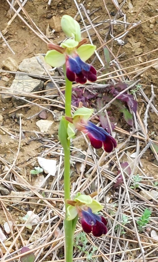 Prime Ophrys a Chios - Egeo orientale