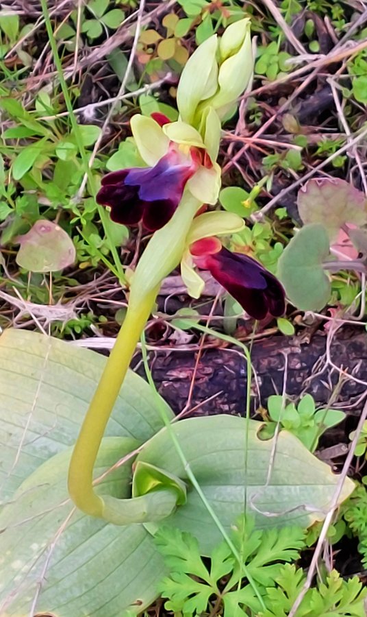 Prime Ophrys a Chios - Egeo orientale