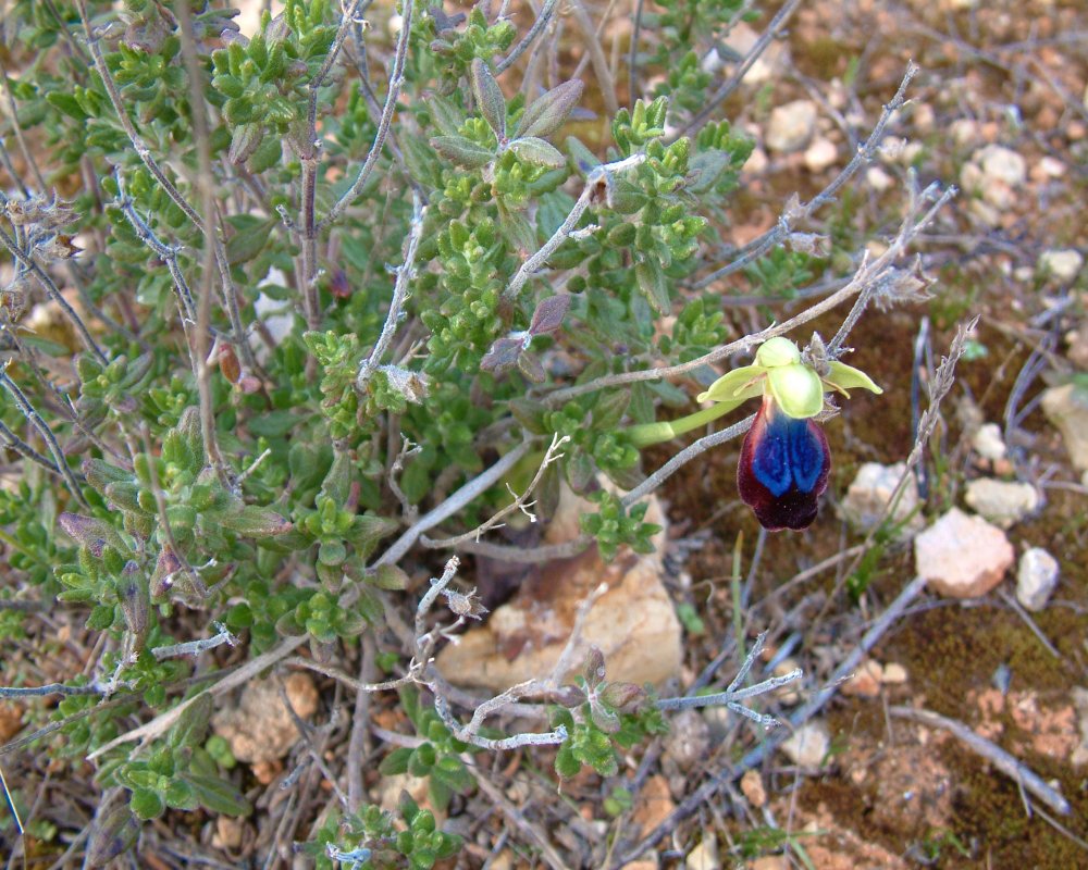 Prime Ophrys a Chios - Egeo orientale