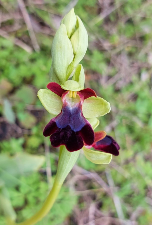 Prime Ophrys a Chios - Egeo orientale