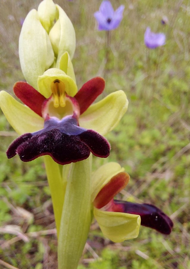 Prime Ophrys a Chios - Egeo orientale