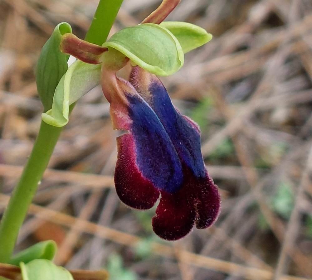 Prime Ophrys a Chios - Egeo orientale