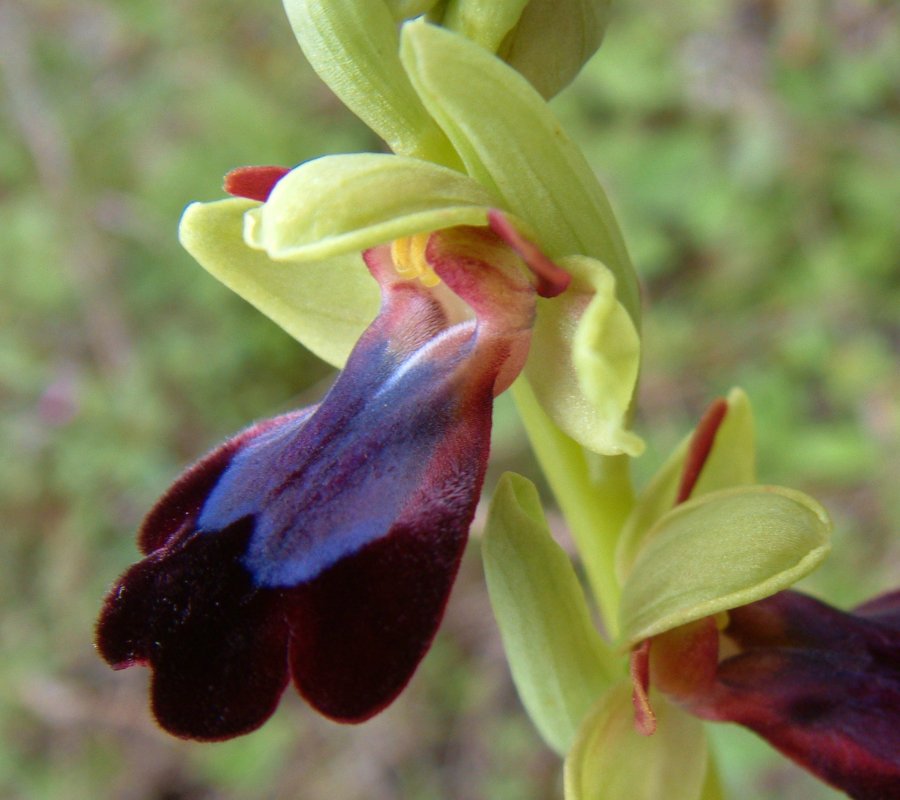 Prime Ophrys a Chios - Egeo orientale