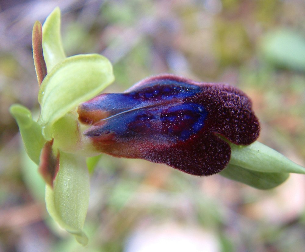 Prime Ophrys a Chios - Egeo orientale