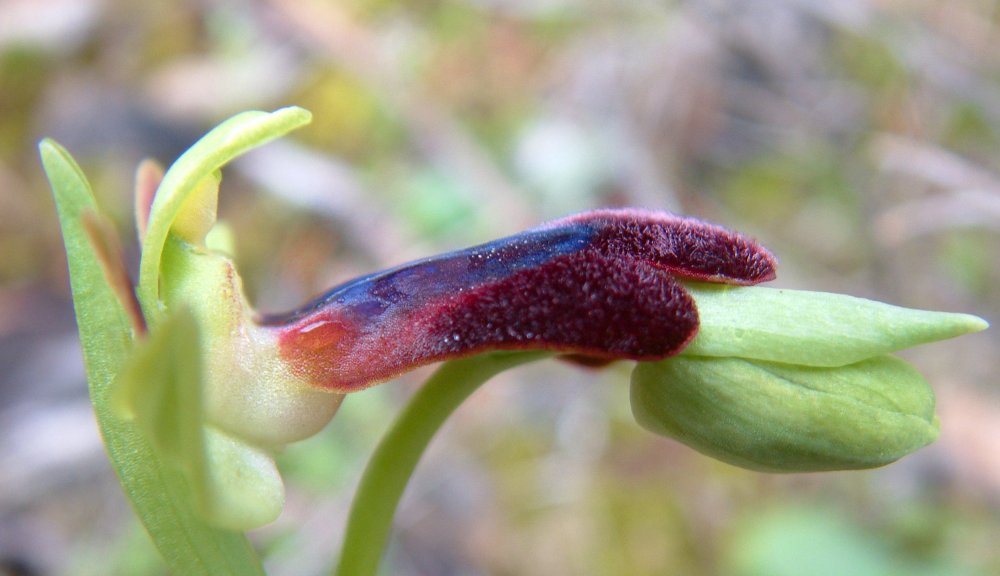 Prime Ophrys a Chios - Egeo orientale