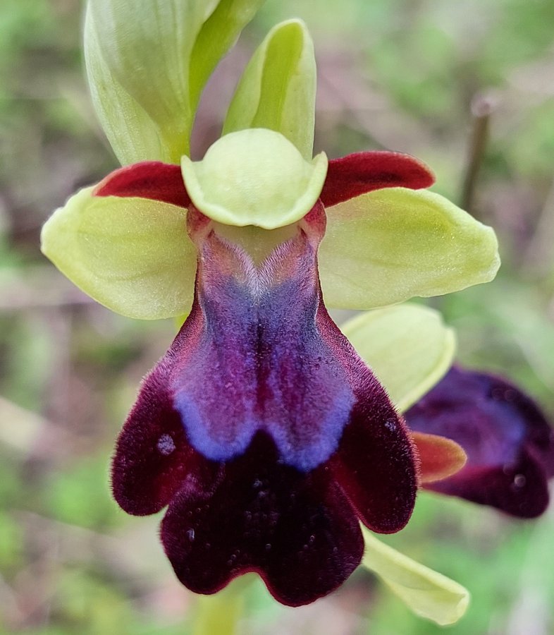 Prime Ophrys a Chios - Egeo orientale